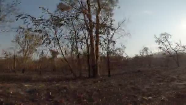 Burnt Areas Savannah Landscape — Video Stock