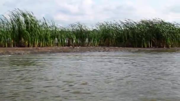 Common Reeds Growing Danube Delta Seen Cruising Boat Unesco World — Stockvideo