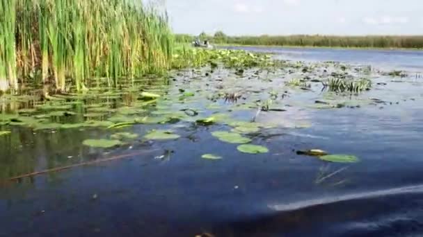 Красивые Водяные Лилии Дельте Дуная Крупным Планом — стоковое видео