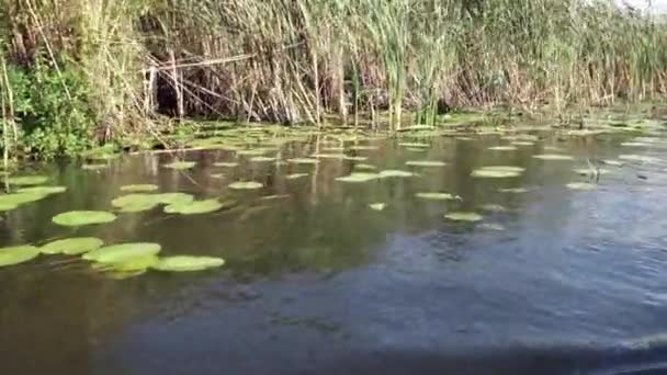 Beautiful Green Water Lilies Danube Delta Close — 图库视频影像