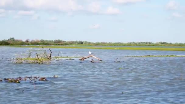 Migratory Bird Sits Dead Tree Branch Floating Danube Delta Tulcea — 图库视频影像