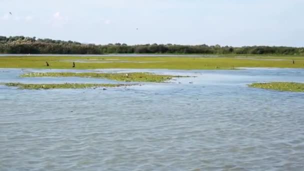 Pelikanlar Büyük Karabataklar Romanya Daki Tuna Deltası Nda Dinleniyor Uçuyor — Stok video