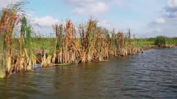 Navegando Delta Danúbio Com Juncos Comuns Crescendo Beira Rio Durante — Vídeo de Stock