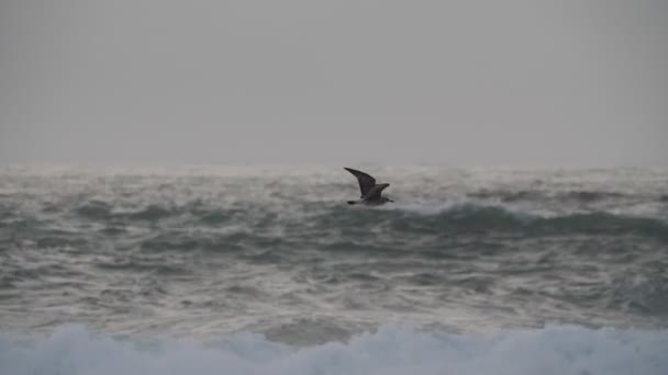 Solo Seagull Flying Stormy Day — Stockvideo