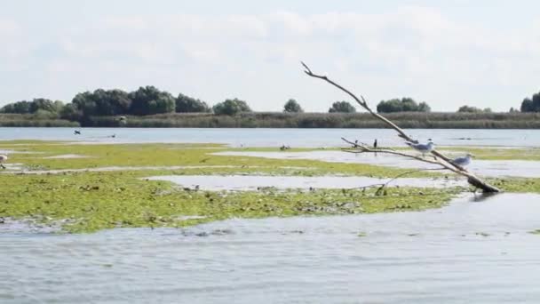 Reizen Boot Green Tranquil Waters Danube Delta River Omringd Door — Stockvideo