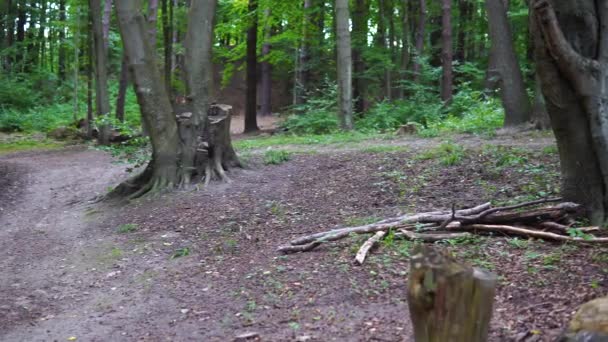Laubbewachsene Waldwege Baumwurzeln Baumstümpfe Langsame Pfanne Links — Stockvideo