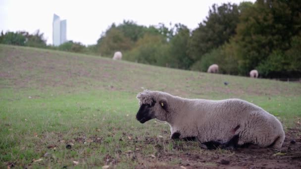 Sad Alone Looking Black Headed Sheep Lying Ruminating Meadow Ground — Wideo stockowe