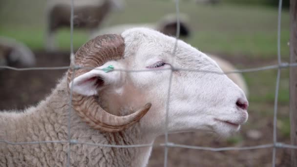Ram Label His Ear Farm Fences Ruminating Daytime Resting While — Stock videók