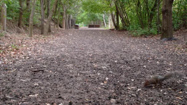 Squirrel Walks Middle Mud Road Forest Fins Nut Eat Escapes — Video Stock