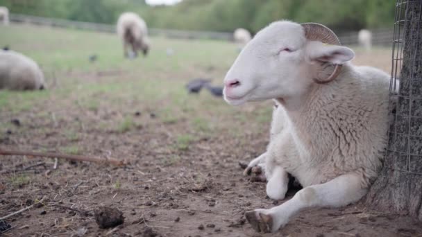 White Sheep Farm Resting Ruminating Tree While Her Friends Walking — Stockvideo