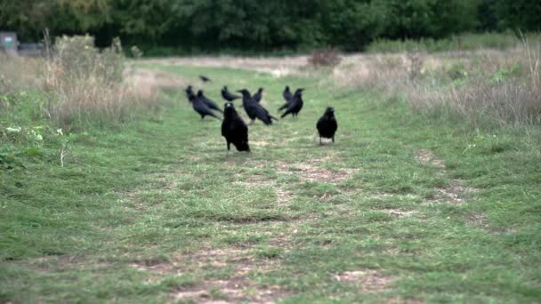 Group Crows Walking Grass Eating Something Scares Them Stratled Birds — Stockvideo