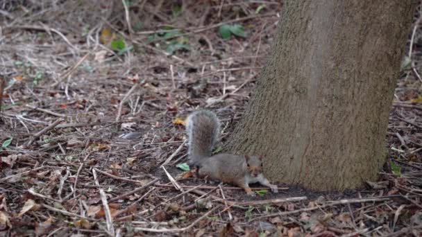 Squirrel Lying Tree Wants Walk Away Gets Startled Runs Back — Vídeo de stock