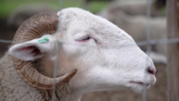 Ram Label His Ear Farm Fences Ruminating Daytime Resting While — Vídeo de Stock