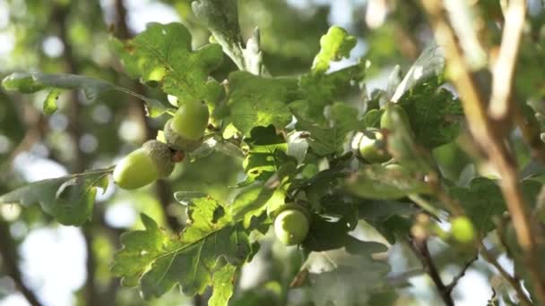 Acorns Growing Tree Branch Medium Shot — Stock video