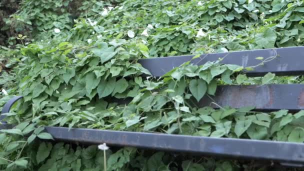 Unkempt Neglected Bench Park Coverd Overgrown Ivy Medium Panning Shot — Video Stock