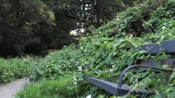 Unkempt Bench Park Covered Overgrown Ivy Wide Shot — 图库视频影像