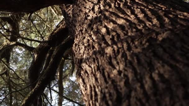 Árbol Pino Tronco Cerca Ángulo Bajo Tiro — Vídeo de stock