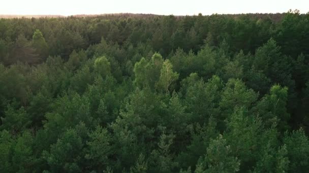 Lentement Élevant Sur Interminables Cimes Arbres Feuilles Vertes Forêt Kowalskie — Video