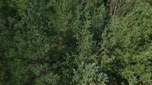 Aerial Fly Drone Slowly Rise Evergreen Pine Tree Crowns Kowalskie — Vídeo de Stock