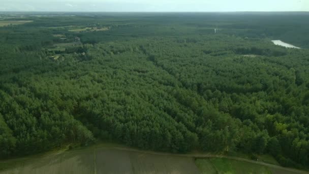 Dense Green Leafy Deciduous Forest Soil Road Trail Kowalskie Blota — Stockvideo