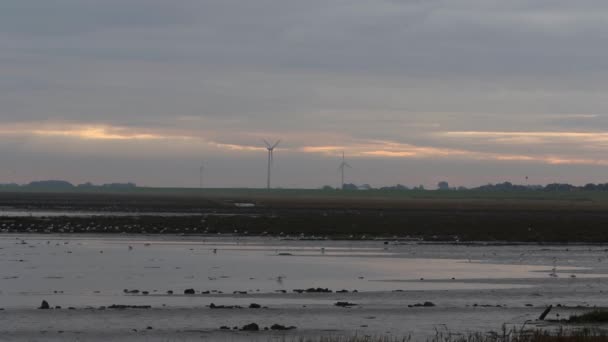 Saltmarsh Lagoon Wind Turbines Back Ground Dawn Wadden Sea National — ストック動画