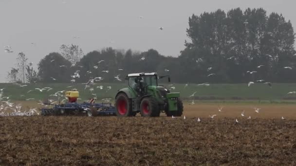 Seagulls Scavenging Tractor Ploughs Field Autumn East Frisia Lower Saxony — ストック動画