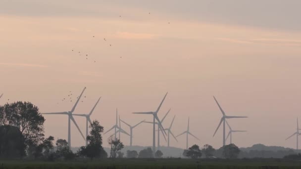 Flocks Birds Flying Wind Farm Early Morning Light East Frisia — Vídeos de Stock