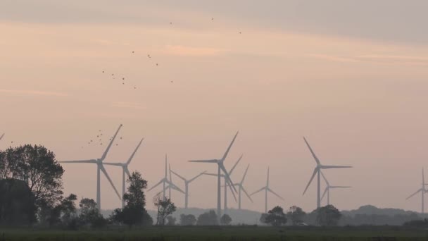 Flocks Birds Flying Wind Farm Early Morning Light East Frisia — Stock video