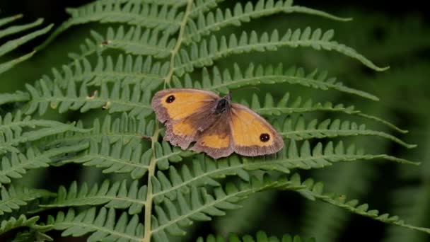 Tattered Gatekeeper Butterfly Pyronia Tithonus Basking Bracken Frond Staffordshire England — 비디오