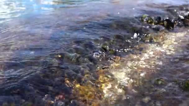 Sea Water Beating Flowing Mussels Growing Rocks — Stockvideo