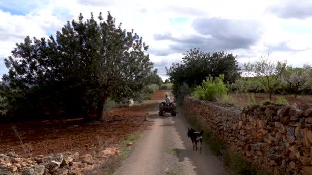 Tracteur Ralenti Suivi Chien Sur Route Entouré Oliveraies — Video