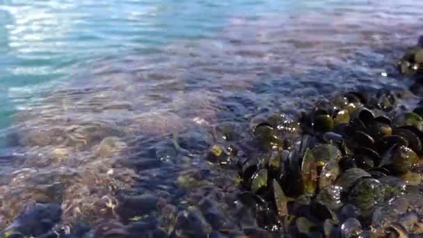 Mussels Growing Rocks Sea — 비디오