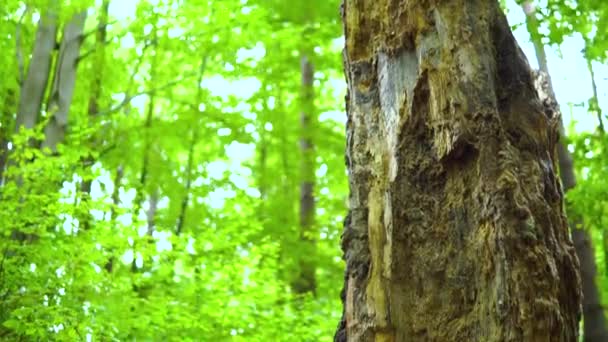 Gros Plan Sur Vieil Arbre Pourri Dans Forêt — Video