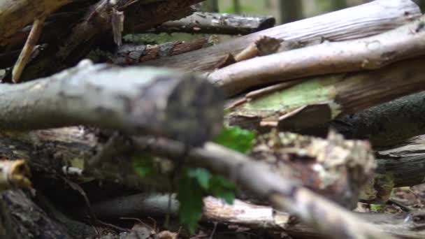 Pan Left Stack Rotten Dry Deadwood Ground Untrodden Forest Dead — Vídeo de stock