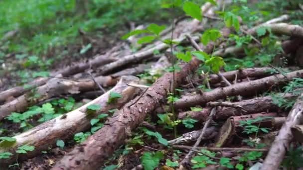 Rotten Dry Deadwood Ground Untrodden Forest Dead Tree Branches Low — Stockvideo