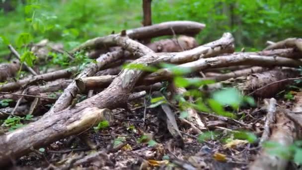 Stepping Old Stack Cut Rotten Dry Deadwood Ground Untrodden Forest — Vídeo de stock