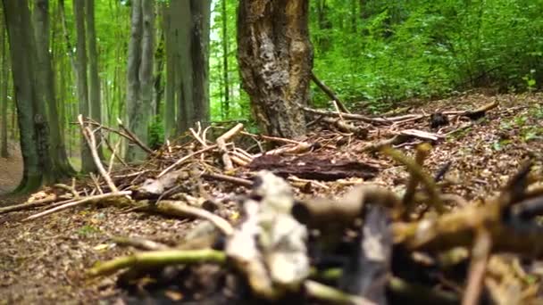 Leafy Forest Trails Tree Stokes Clean Bright Daytime Slow Pan — Stock video