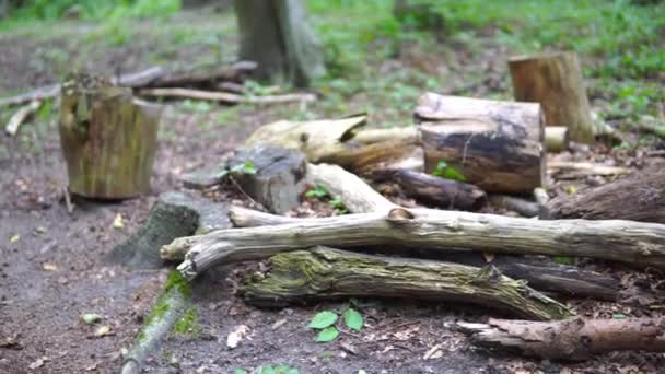 Pan Right Stack Rotten Dry Deadwood Ground Untrodden Forest Dead — Vídeos de Stock