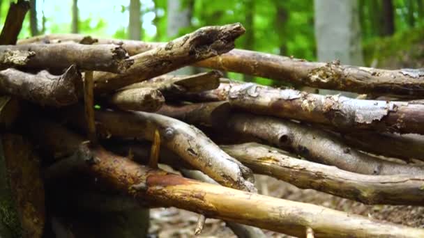 Rotten Dry Deadwood Firewood Ground Untrodden Forest Dead Tree Branches — Vídeos de Stock