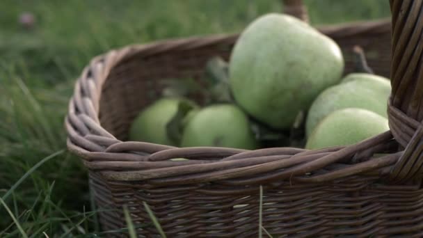 Basket Ripe Green Apples Zoom Close Shot — Αρχείο Βίντεο