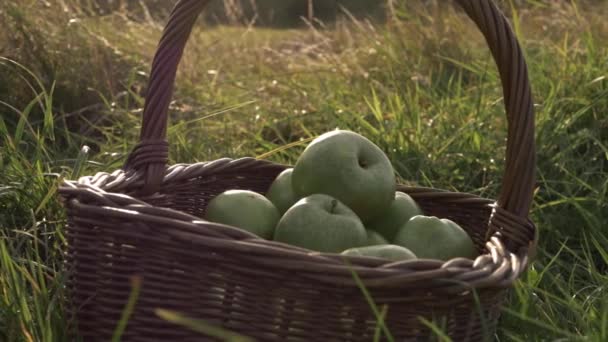 Basket Ripe Green Apples Summer Meadow Panning Medium Shot — Vídeo de Stock