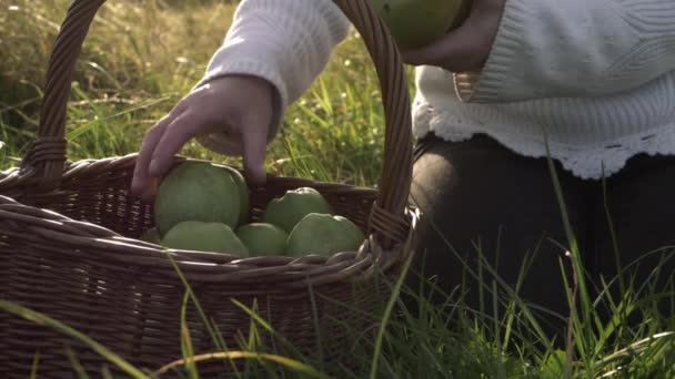 Woman Putting Ripe Green Apples Woven Basket Summer Day Medium — Stockvideo