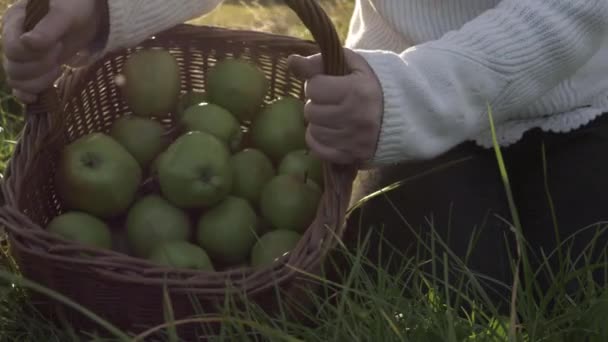 Woman Emptying Basket Apples Ground Countryside Medium Shot Close Shot — Stockvideo