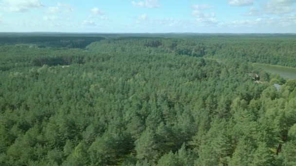 Slow Aerial Fly Dense Green Leafy Deciduous Forest Kowalskie Blota — Stock video