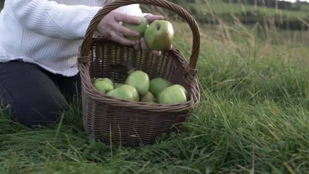 Woman Putting Apples Basket Countryside — 비디오