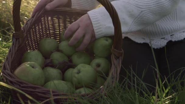 Hands Basket Apples Summer Countryside Medium Shot — Stockvideo