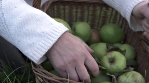 Woman Picking Apples Basket Close Shot — Stockvideo