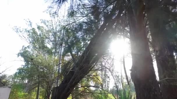 Sun Passing Trees Forest — Vídeos de Stock
