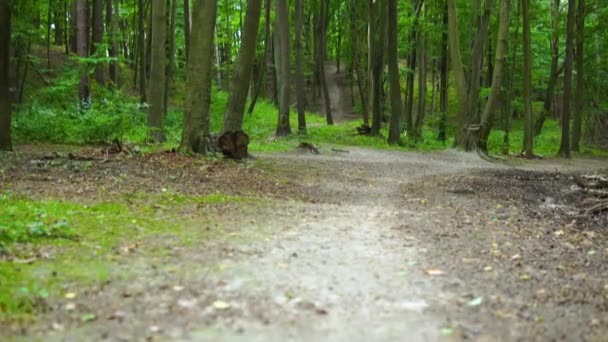 Tilt Shot Green Colored Lighting Forest Leaves Beautiful Summer Day — Video Stock