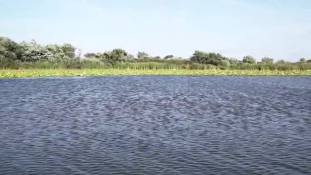 Rippling Waters Danube Delta Lush Green Vegetation Riverside Bright Blue — стокове відео